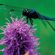 highlands-nc-dragonfly