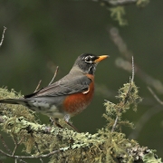 highlands-nc-highlands-biological-station-American-robin
