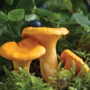 Collecting chanterelle mushroom in the forest. chanterelle in moss with green background.