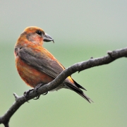 highlands-nc-highlands-plateau-audobon-society-Red-Crossbill-Male