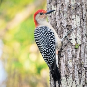 highlands-nc-highlands-plateau-audubon-Woodpecker-Red-bellied