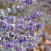 Russischer Salbei, Perovskia atriplicifolia, Little Spire, Kraeu