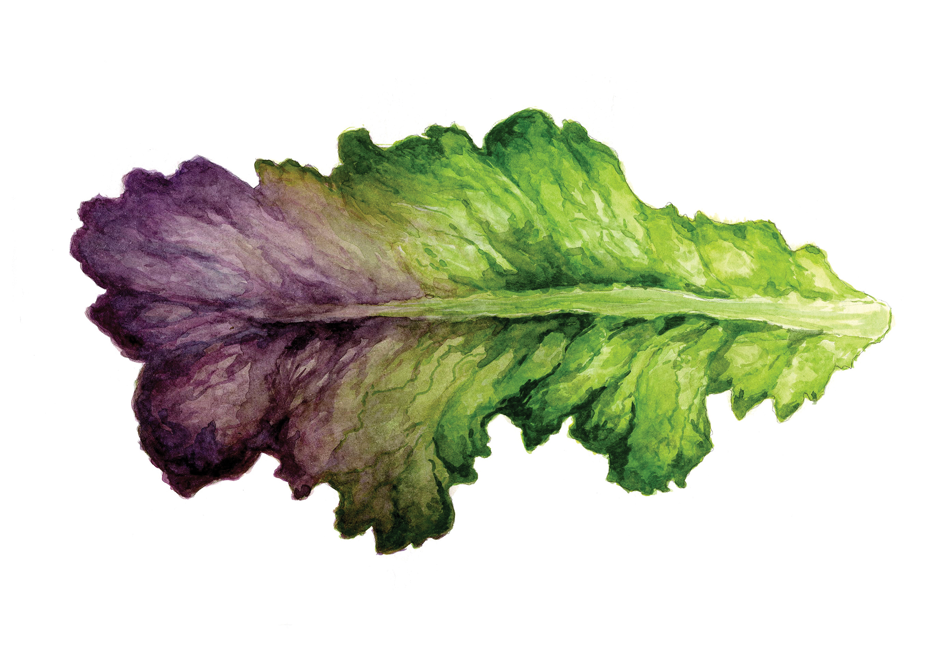 highlands-nc-artist-maggie-baxter-lettuce