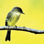 highlands-nc-audubon-society-Eastern-Phoebe