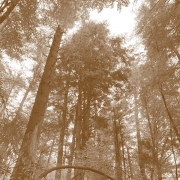 A spooky hike, Highlands Cashiers Land Trust