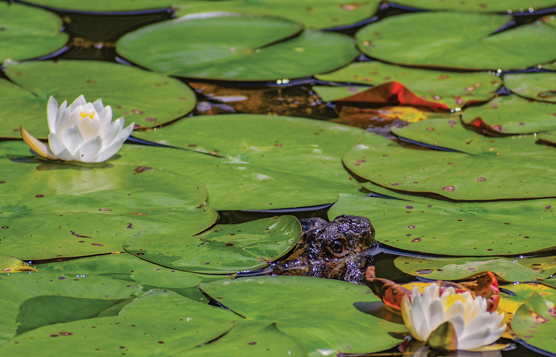 Turtle in Lily Pond in Highlands NC