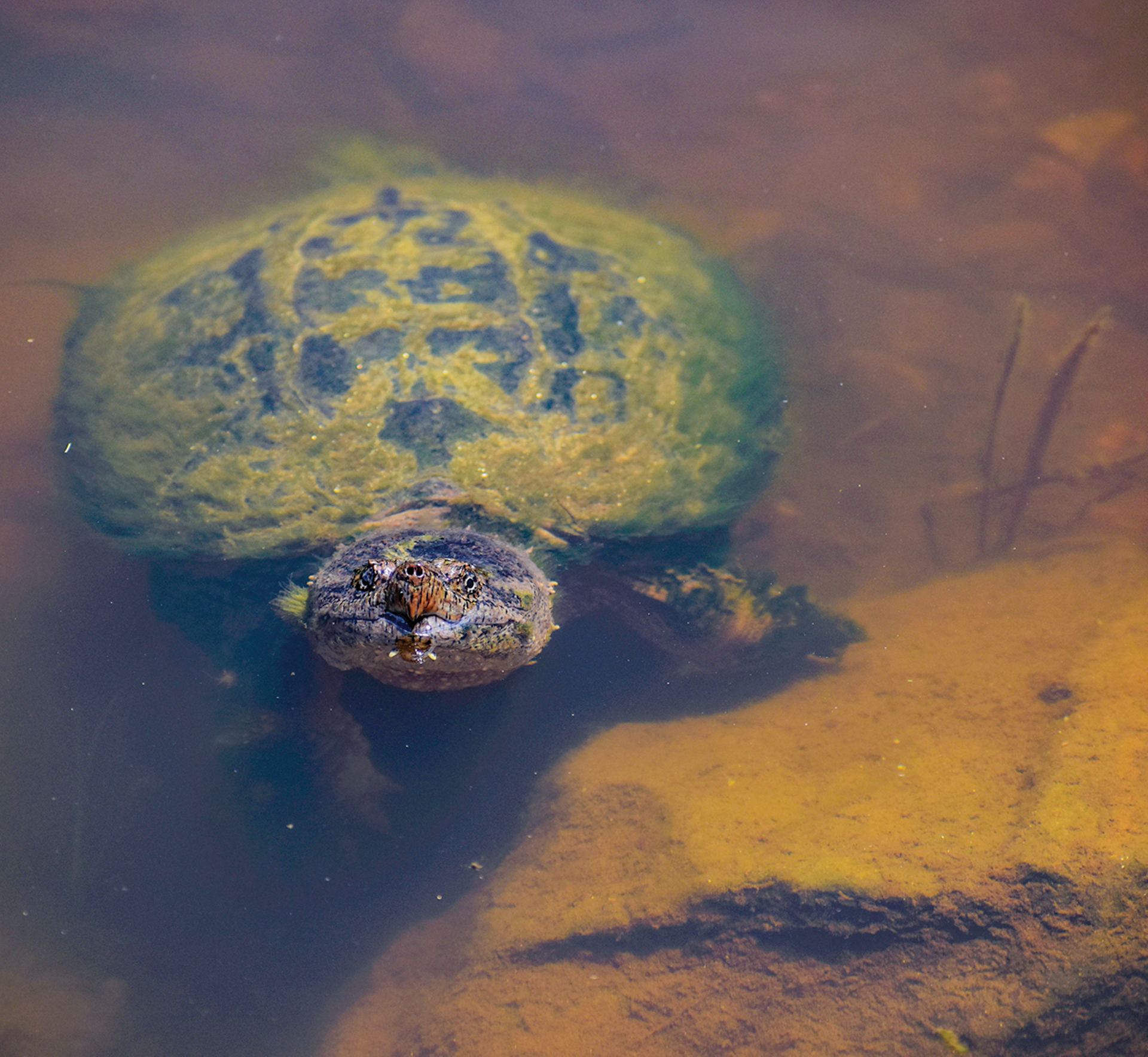 Turtle in Highlands NC