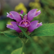 Turtlehead flower