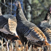 Turkey Highlands Cashiers