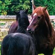 highlands-nc-carpe-diem-farms 2