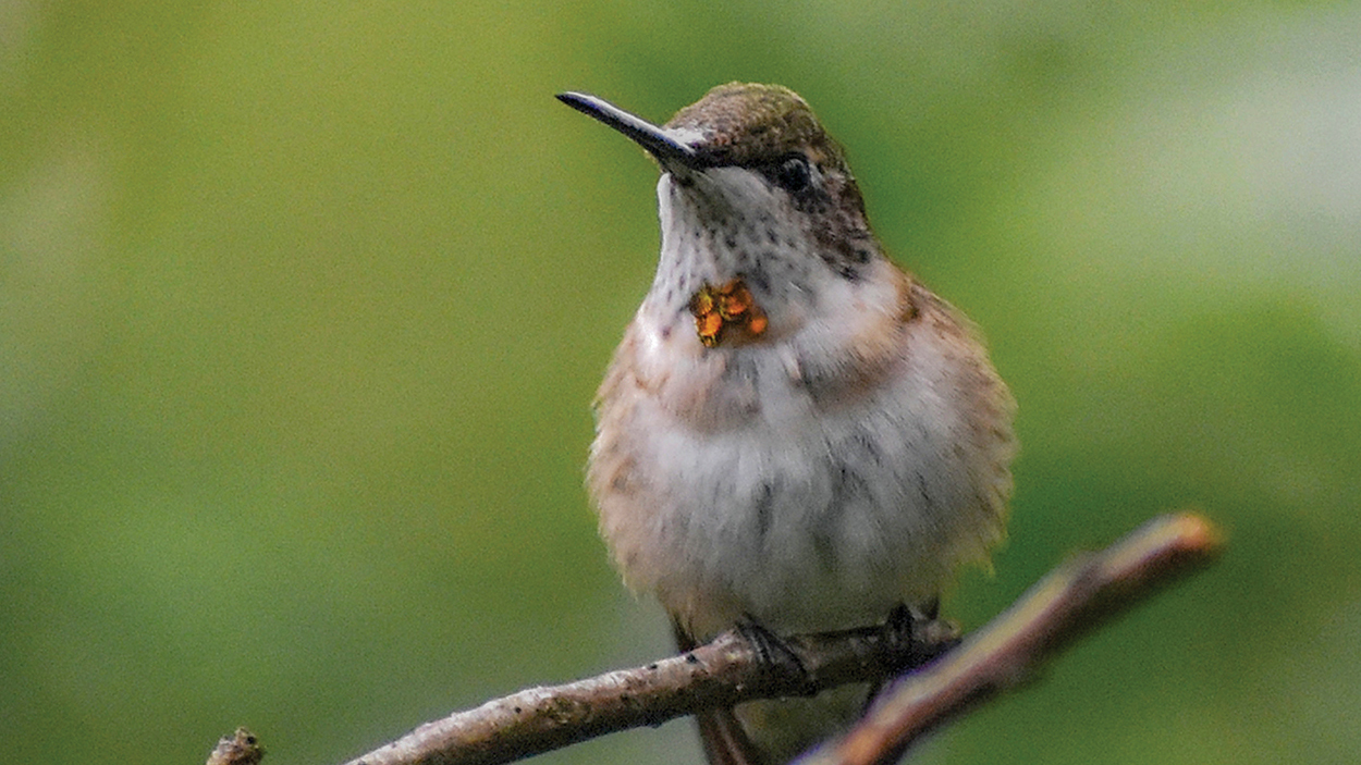 highlands-nc-hummingbird-one