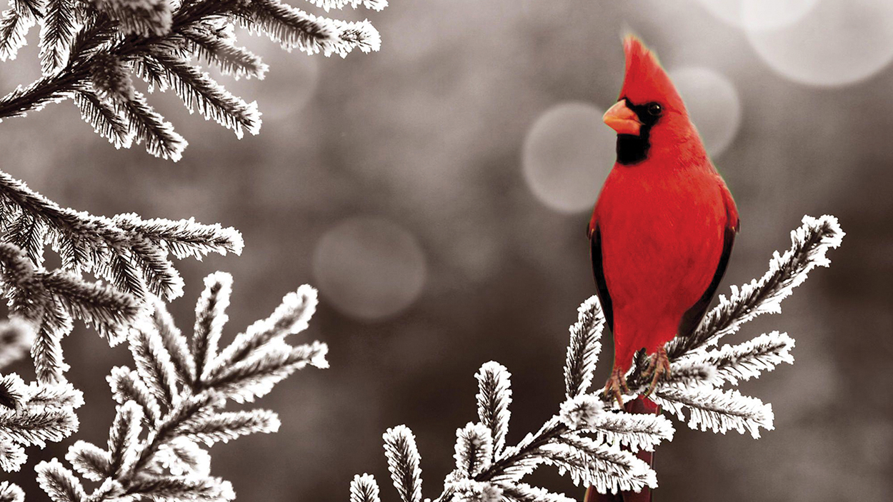 Christmas Bird Count Highlands Plateau Audubon Society Laurel Magazine
