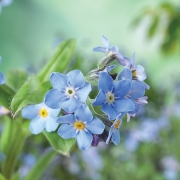 Amazing spring forget-me-not flowers as background, closeup view