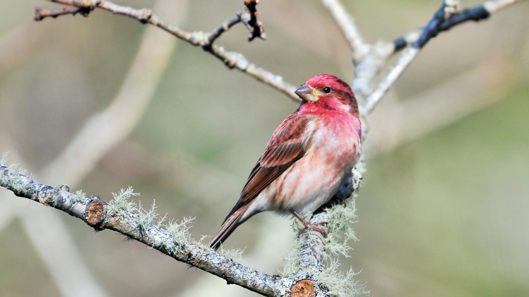 highlands-audubon-society-Finch-Purple