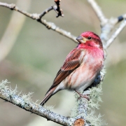 highlands-audubon-society-Finch-Purple
