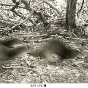 ! Otters are back to splashing on the Plateau!