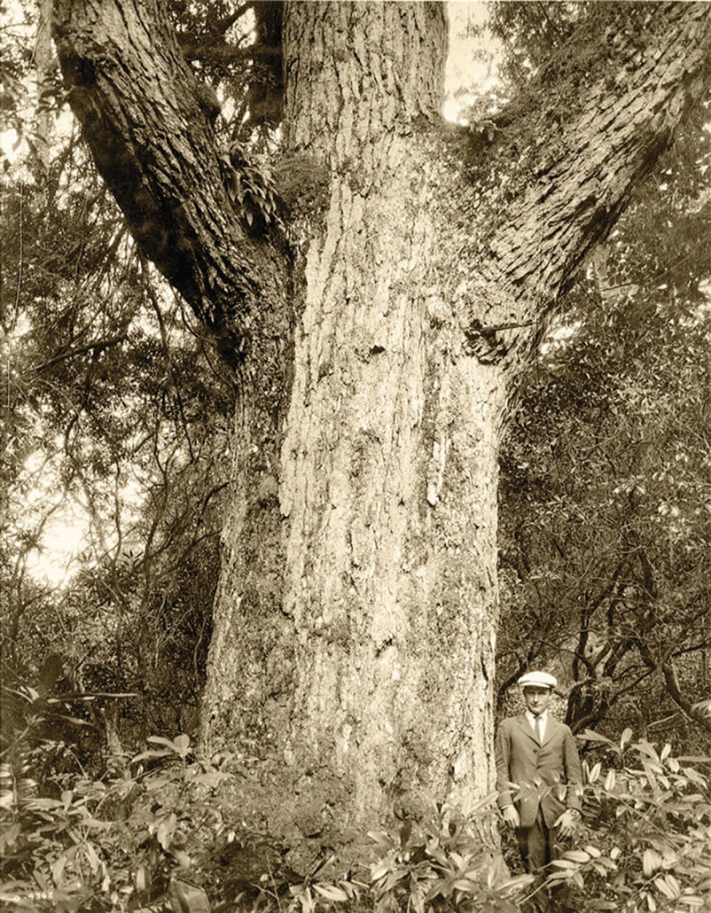 Big Tree #240 (Doris Potts)