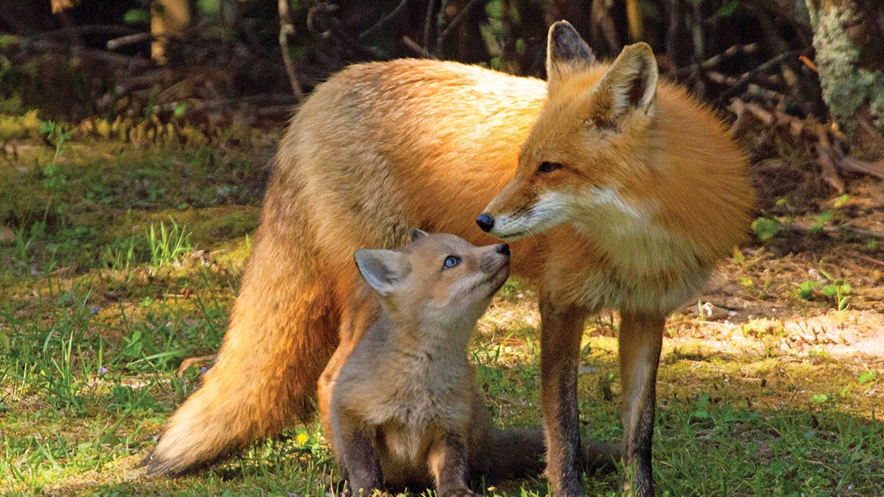 fox and kit photo by cynthia strain highlands nc