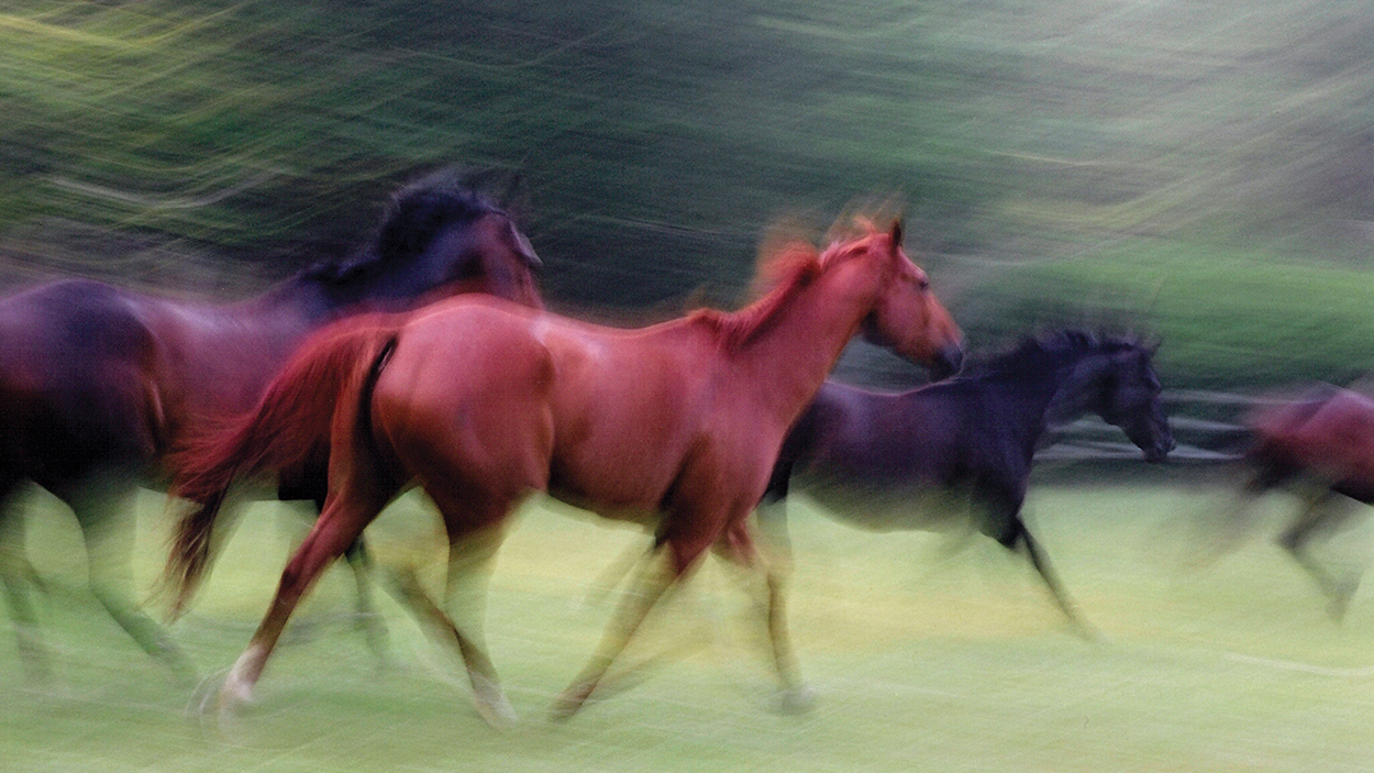 highlands-photographer-cynthia-strain-horse-dreams