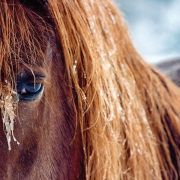 highlands-photographer-cynthia-strain-horse-winter