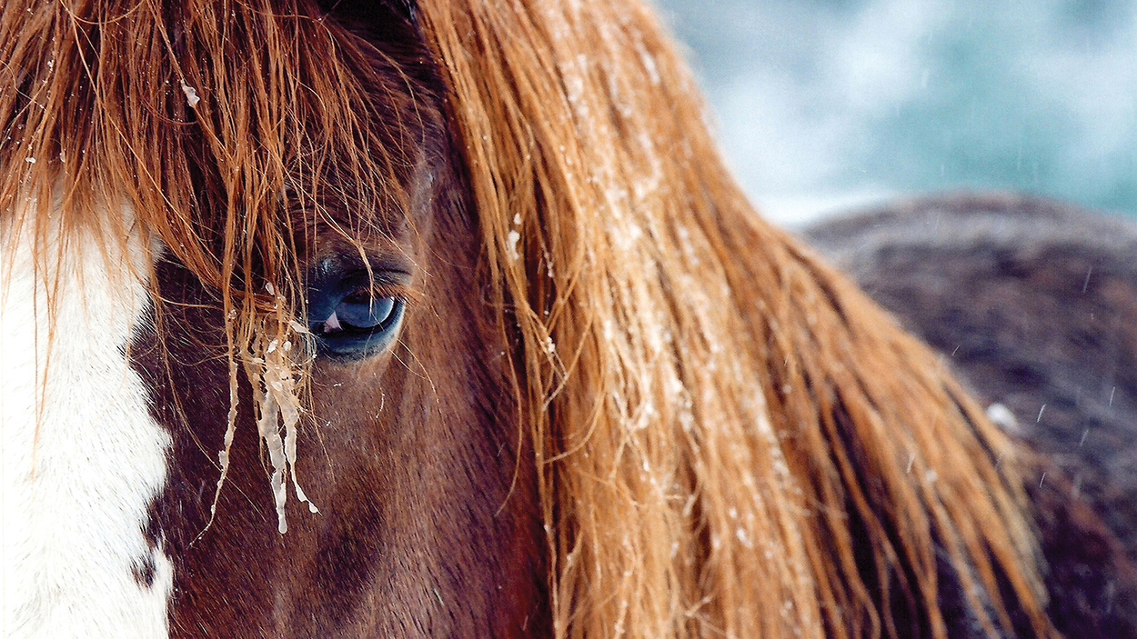 highlands-photographer-cynthia-strain-horse-winter
