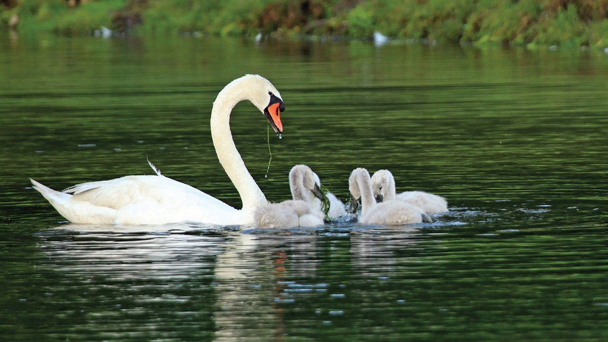 highlands-photographer-cynthia-strain-swan