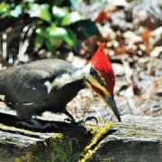 Woodpecker-Pileated