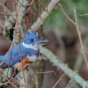 highlands-cashiers-audobon-society-Kingfisher-Belted
