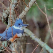 highlands-cashiers-audobon-society-Kingfisher-Belted