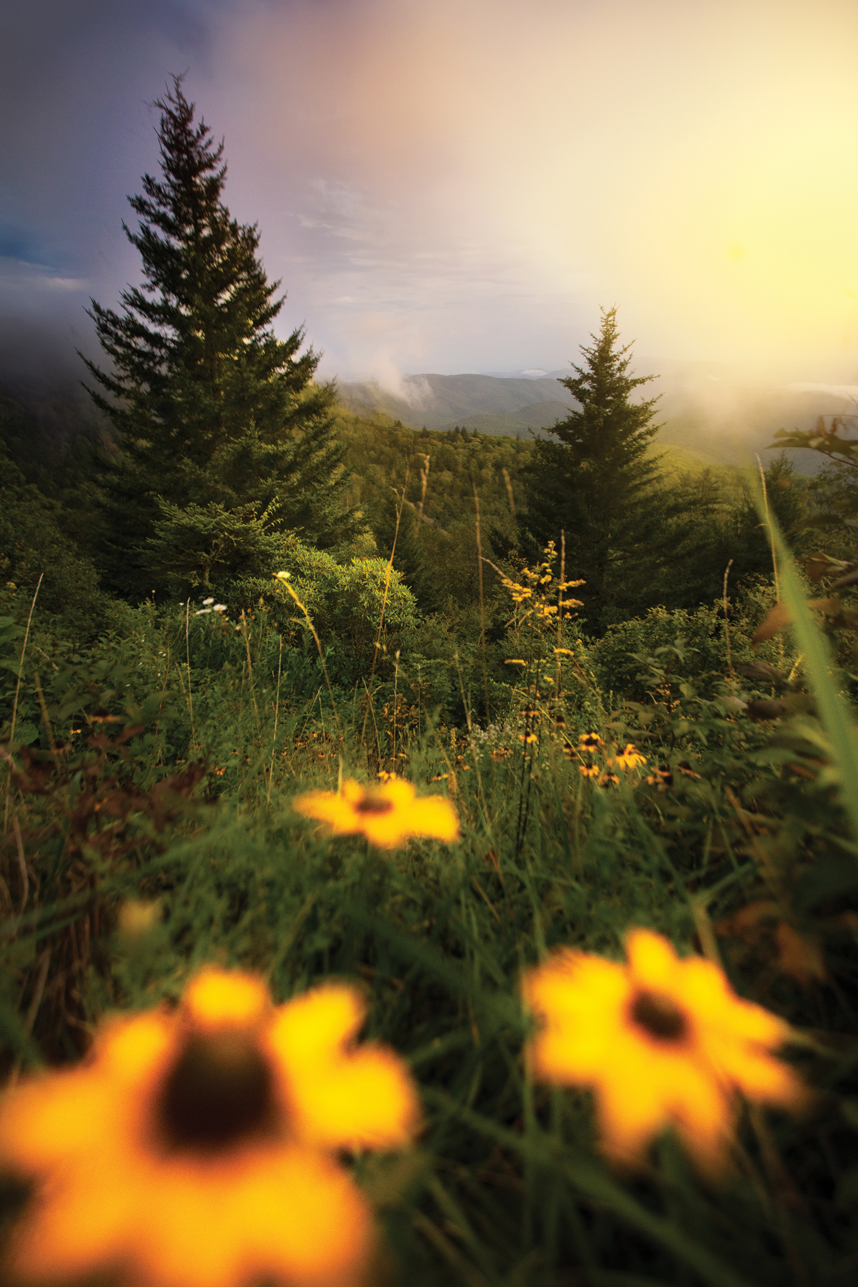 photographer-Dylan-Little-MT-Rainer-trees