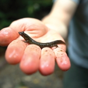 Highlands-Biological-station-salamander