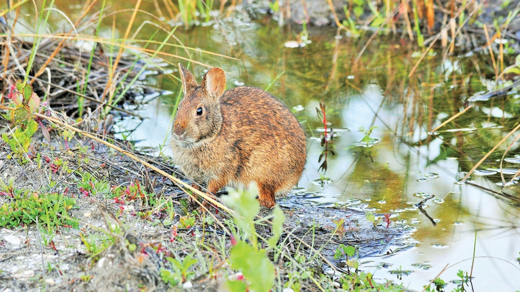 William-McReynolds-Bunny