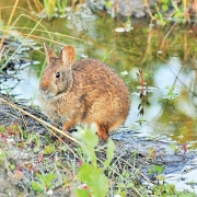 William-McReynolds-Bunny