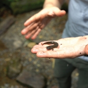 highlands-biological-station-salamander-two