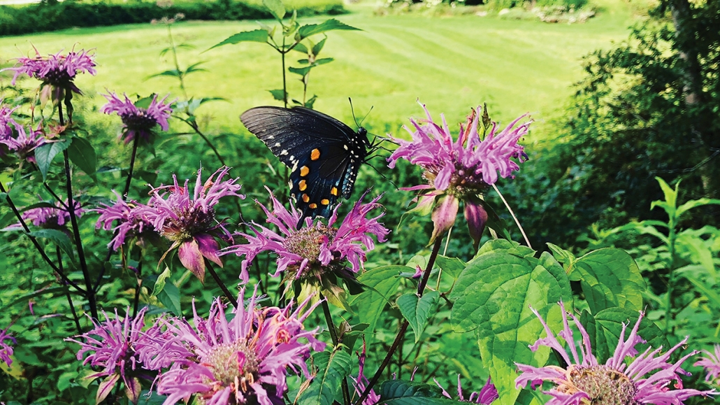 highlands-cashiers-land-trust-butterfly