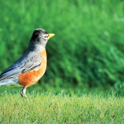 highlands-plateau-american-Robin