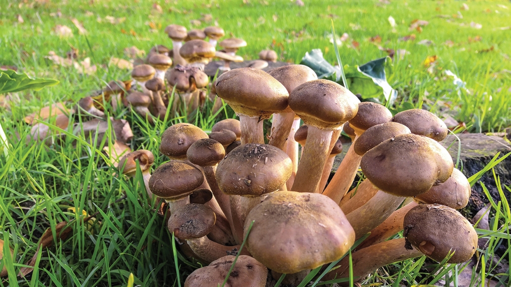 Beautiful bunch of young oyster mushroom, in the lush grass