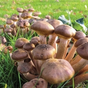 Beautiful bunch of young oyster mushroom, in the lush grass