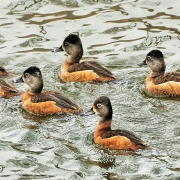 Audubon-Duck-Ring-necked-Female