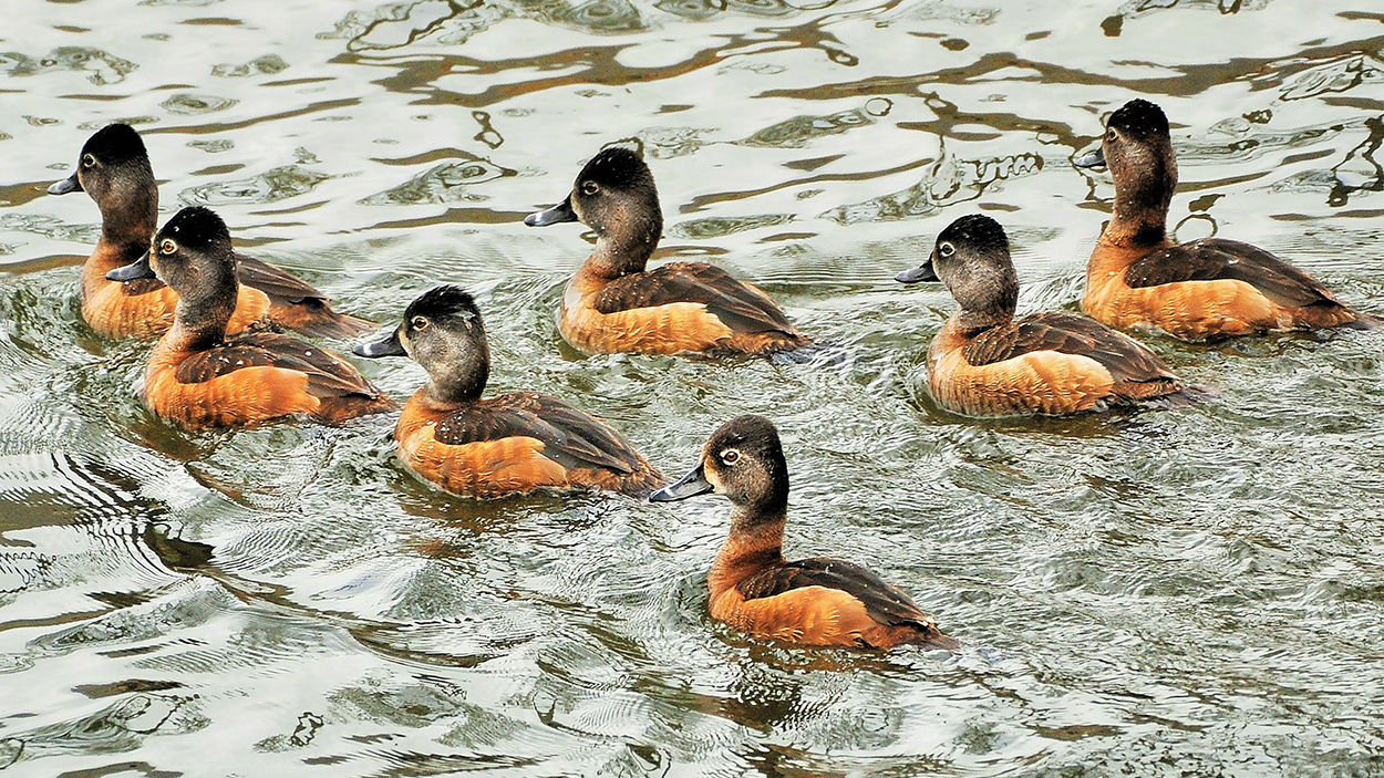 Ring-necked Duck (Aythya collaris) Information | Earth Life