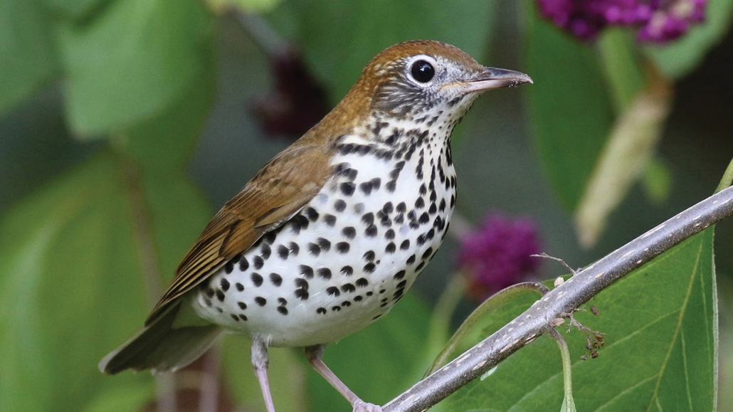 Audubon June Wood Thrush