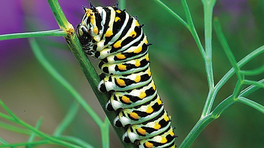 Black_Swallowtail_caterpillar_Ipswich_River_Wildlife_Sanctuay_MA-1024x694 copy