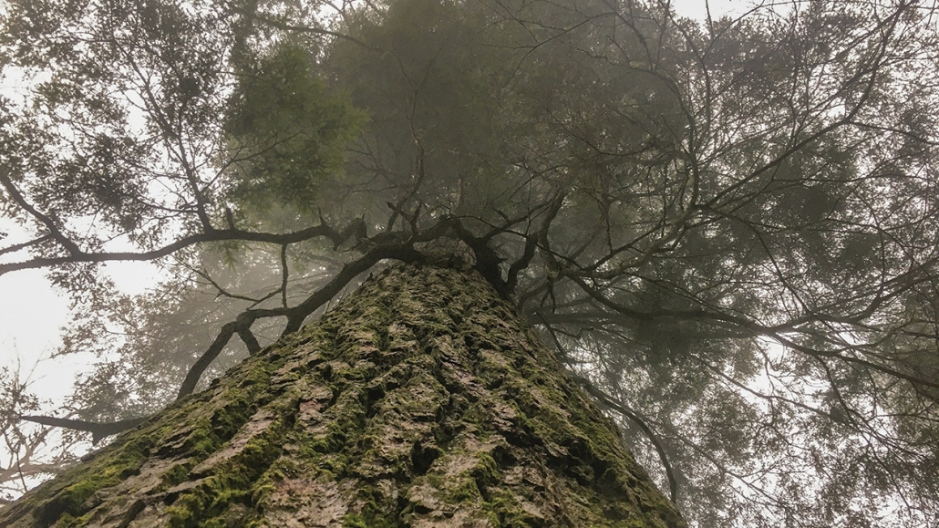 Cheoah in fog-Margot Wallston, Hemlock Restoration Initiative