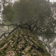 Cheoah in fog-Margot Wallston, Hemlock Restoration Initiative