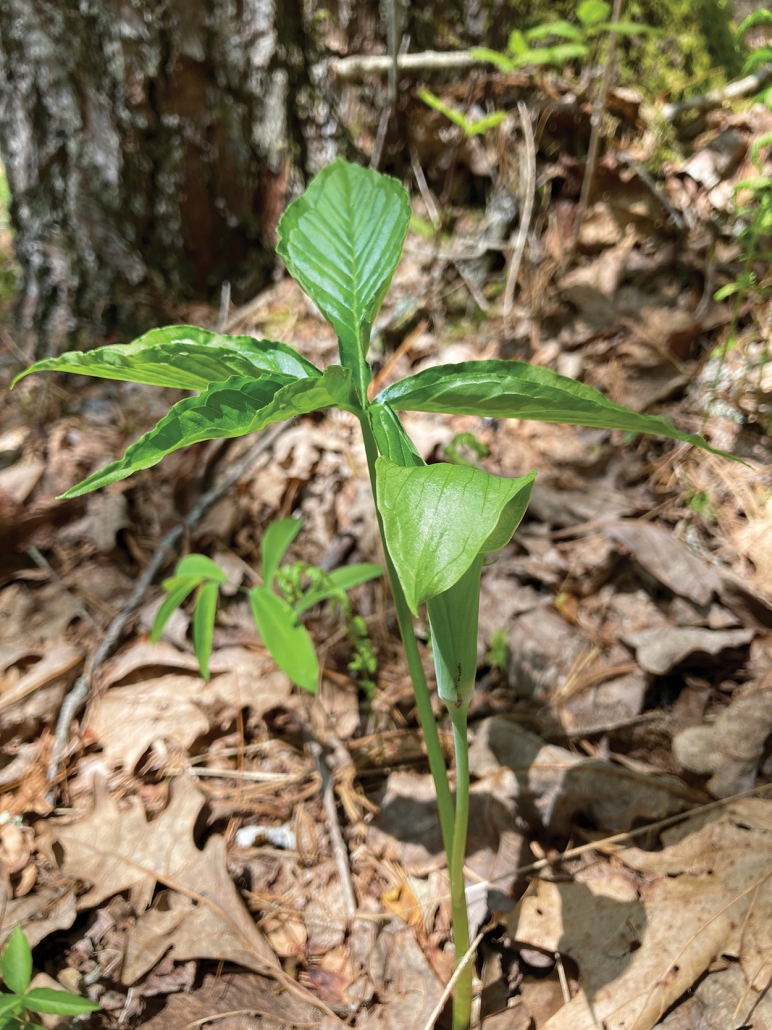 Jack-in-the-pulpit-HCLT