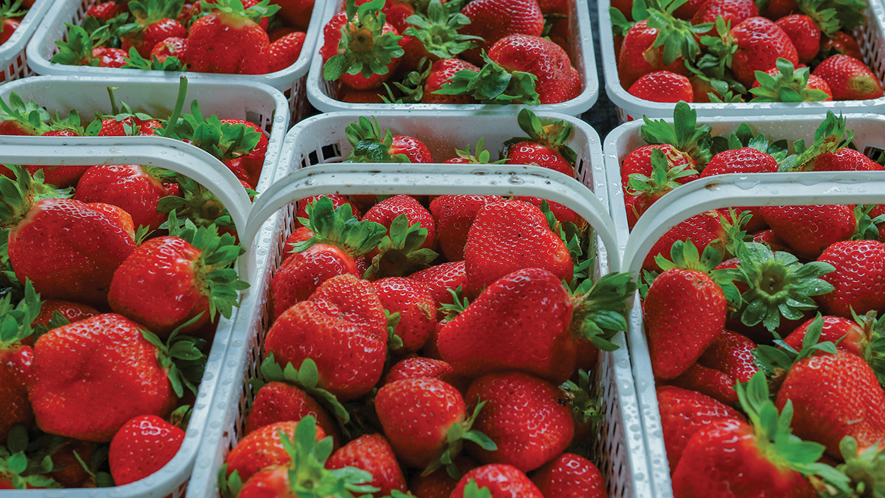 cashiers-nc-green-market-strawberries
