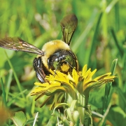 dandelion bee