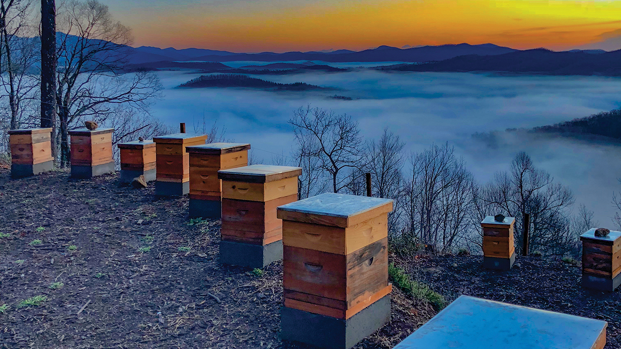 lake-toxaway-killer-bees-honey-view