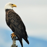 bald-eagle