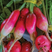 cashiers-nc-green-market-radishes